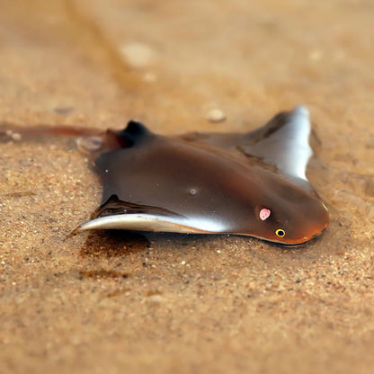Oenux Sea Life Animals Ray Devilray Mantaray Model Action Figures Figurines Ocean Marine Aquarium Education Kids Toy Gift