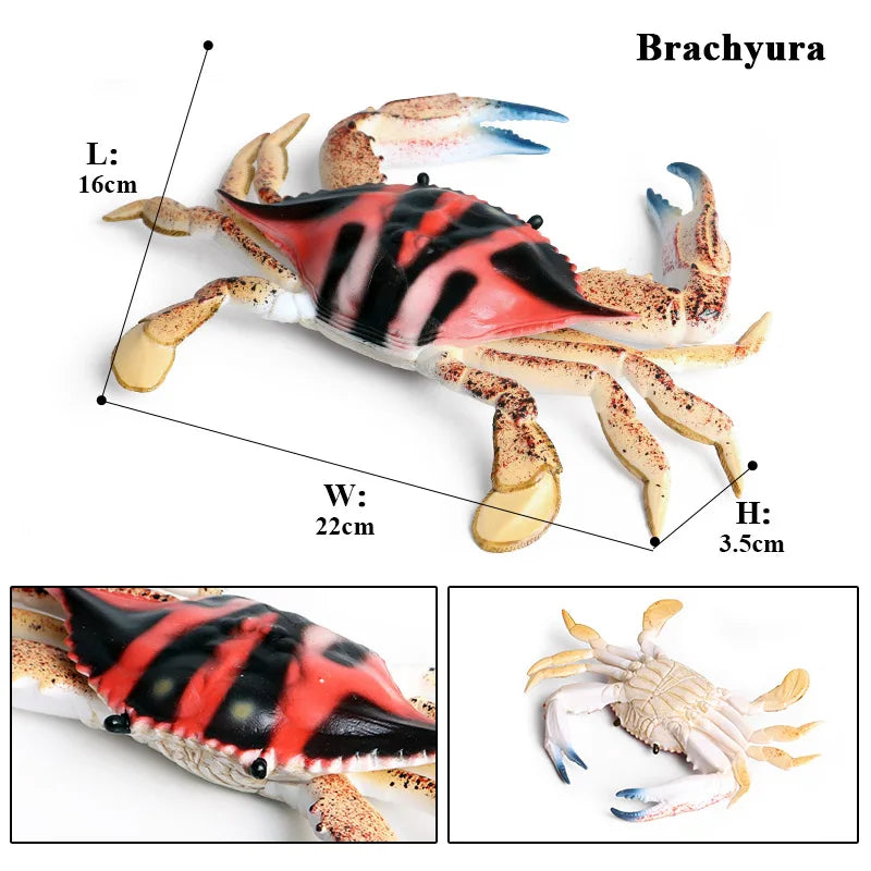 Oenux Ocean Animals Simulation Hermit Crab Nautiloidea Octopus Sea Life Model Figurines Action Figures Collection Kids Toy Gift