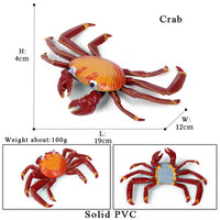 animal model 18