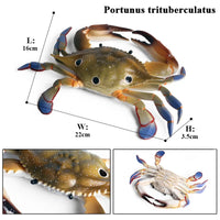 animal model 17