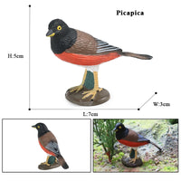 bird 24