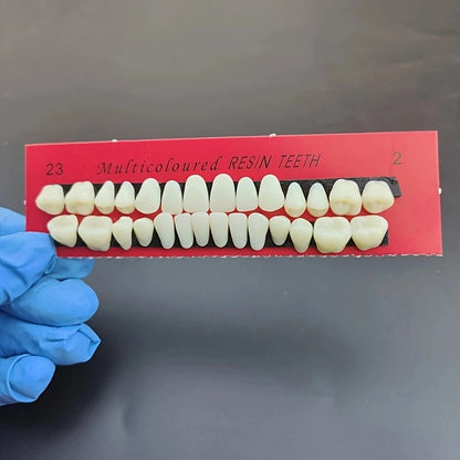 28pcs Dental Training Model Permanent Teeth Model Resin Denture Teeth Teaching Props Dentistry Technician Practice