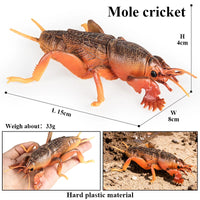 insect model 6
