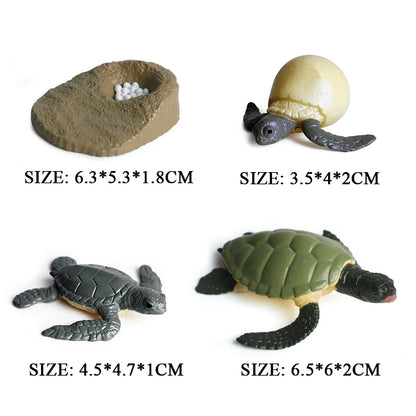 Oenux Ocean Animals  Leatherback Tortoise Turtle Growth Cycle Sea Life Model Figurines Action Figures PVC Education Kid Toy Gift