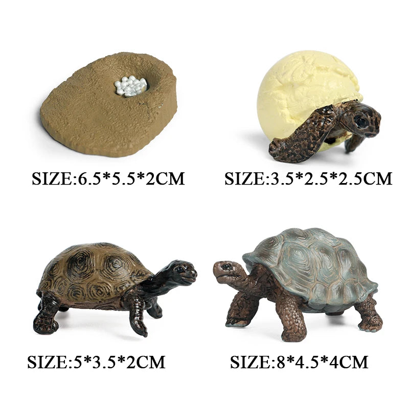 Oenux Ocean Animals  Leatherback Tortoise Turtle Growth Cycle Sea Life Model Figurines Action Figures PVC Education Kid Toy Gift