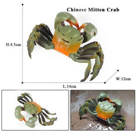animal model 26