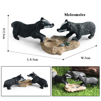 animals model 7