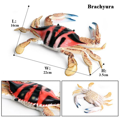 Oenux Simulation Ocean Sea Life Animals Model Lovely Crab Action Figures Toy Cake Toppers Collection Jouet Kids Education Gift