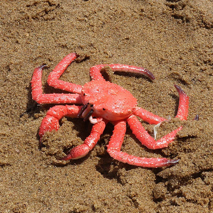 Oenux Simulation Ocean Sea Life Animals Model Lovely Crab Action Figures Toy Cake Toppers Collection Jouet Kids Education Gift
