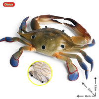 Crab model 5