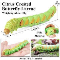 animals model 1