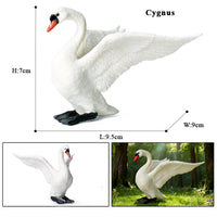 animals model 15