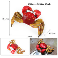 animal model 20