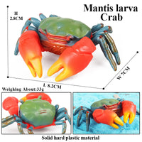 animal model 31