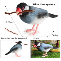 bird 11