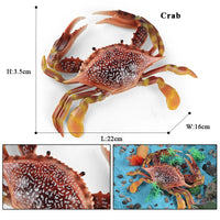 animal model 24