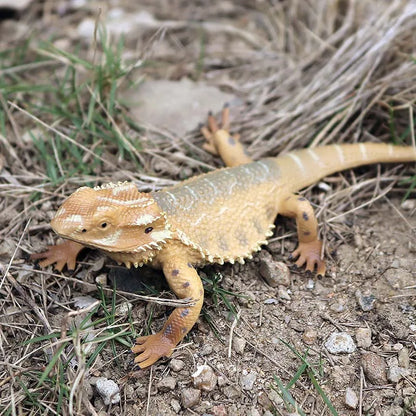 Oenux New Simulation Wild Reptile Animals Action Figures Lizard Model Figurines Kids Education Congnitive Scene Decoration Toy