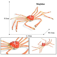 animal model 28