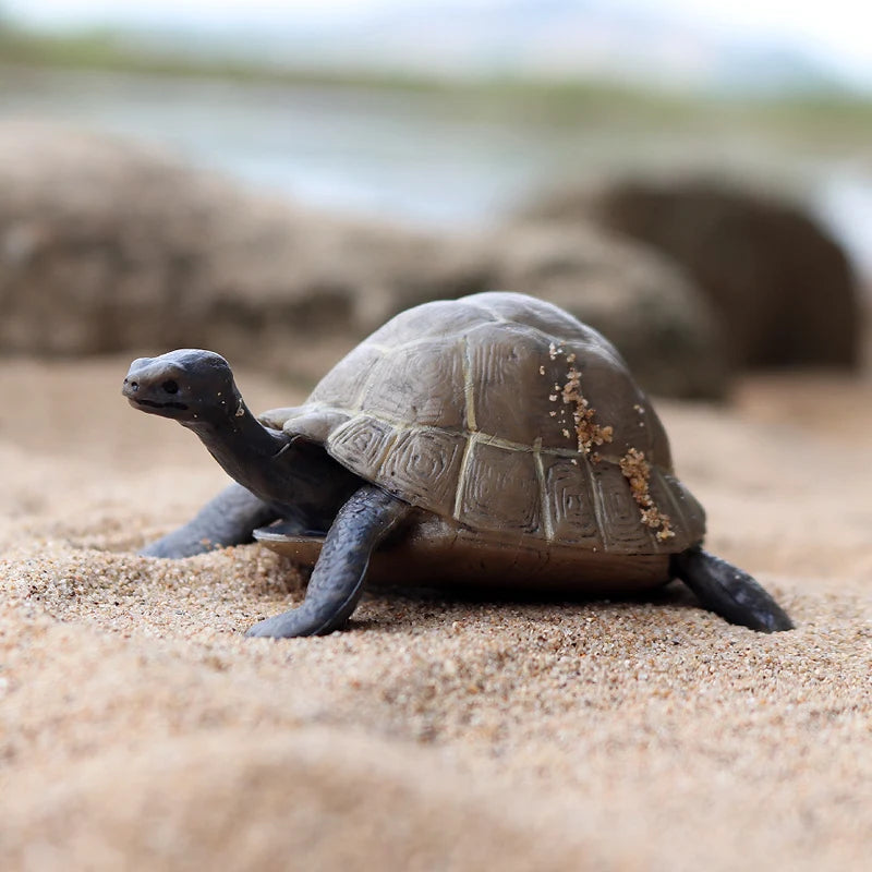 Oenux Ocean Animals  Leatherback Tortoise Turtle Growth Cycle Sea Life Model Figurines Action Figures PVC Education Kid Toy Gift