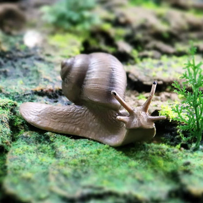 Oenux Wild Insect Animals Snails Growth Cycle Model Garden Decoration Figurines PVC Miniature Cute Education Kids Toys