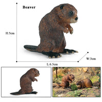 animals model 6