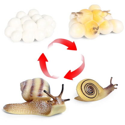 Oenux Wild Insect Animals Snails Growth Cycle Model Garden Decoration Figurines PVC Miniature Cute Education Kids Toys