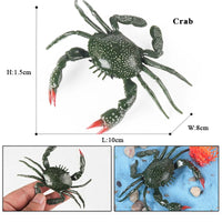 animal model 3