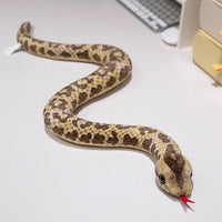 Brown python